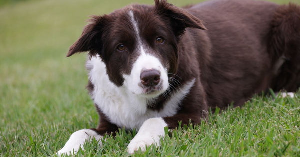 Adorable brown and white Border Collie lying on grass, enjoying a peaceful day outdoors.