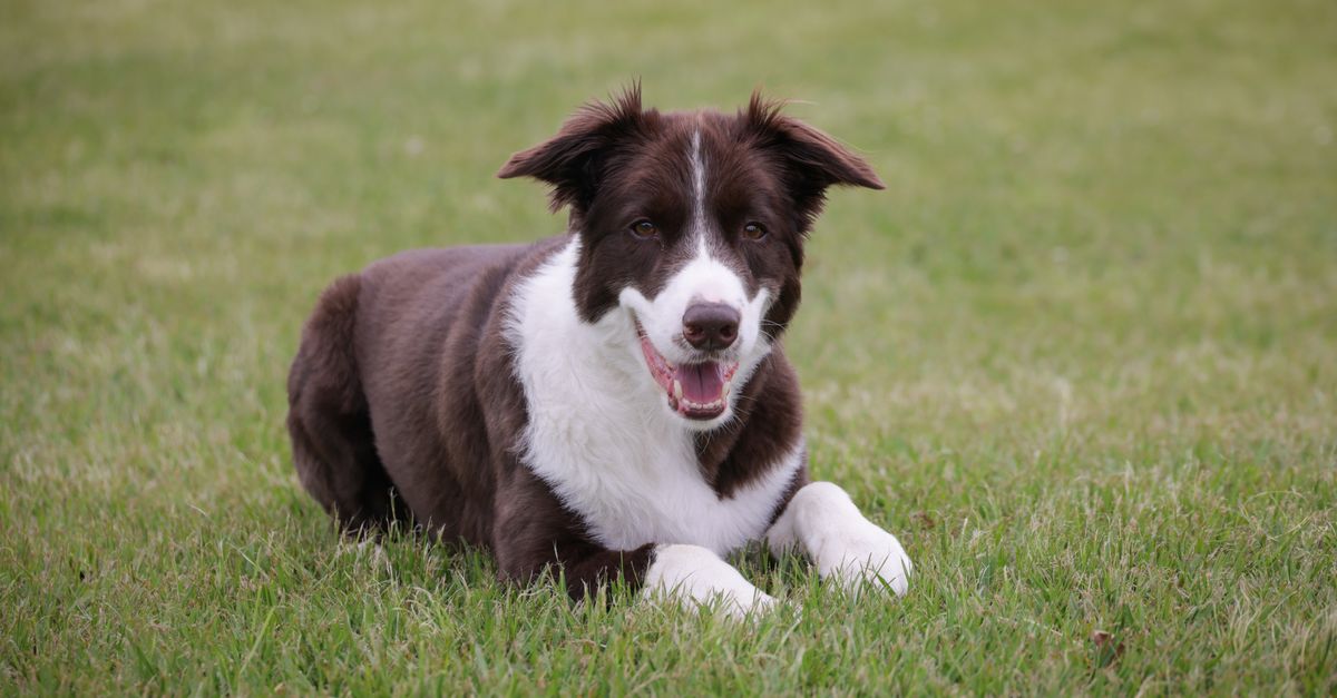 MSM for dogs: is it a good idea?