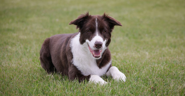 Charming border collie resting on a grassy field, showcasing its playful nature.