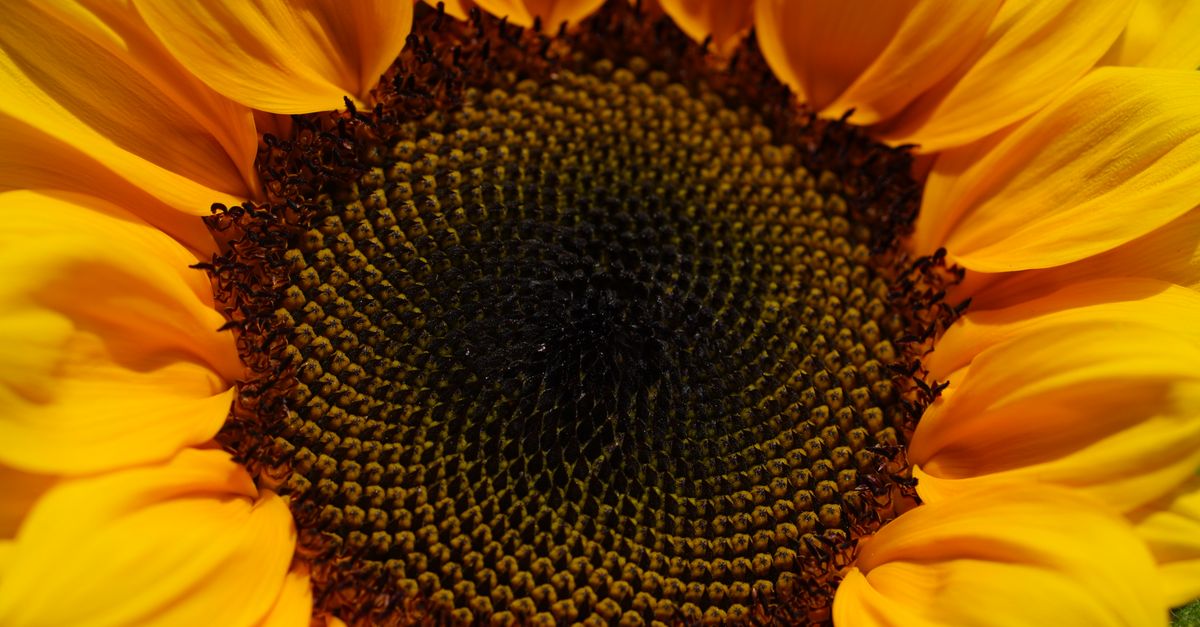 Are sunflower seeds OK for dogs in moderation?