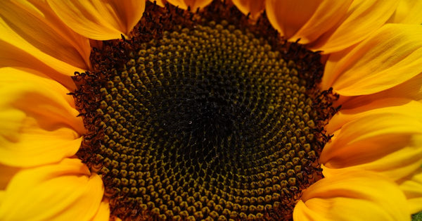 Detailed close-up of a vibrant sunflower showing its intricate petal patterns and seeds.