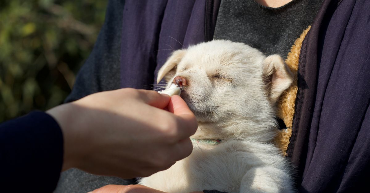 The best joint supplement for Puggles