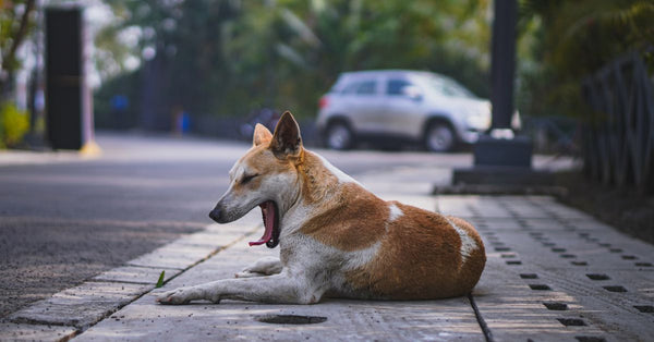 A street dog yawning while lying down on an urban sidewalk, with a car blurred in the background.