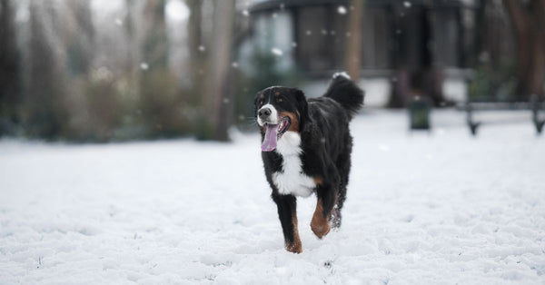 Joint supplements for Bernese Mountain Dog puppies: when to start and what to use