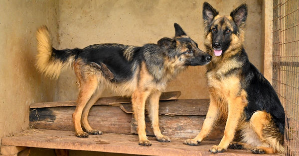 Two German Shepherd dogs inside a kennel looking at each other playfully.