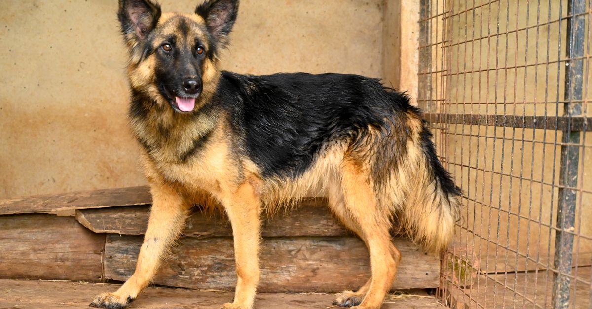 The best joint supplement for senior German Shepherds