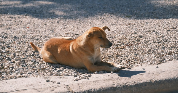 A relaxed brown dog resting on a sunlit gravel path, enjoying the warm weather.