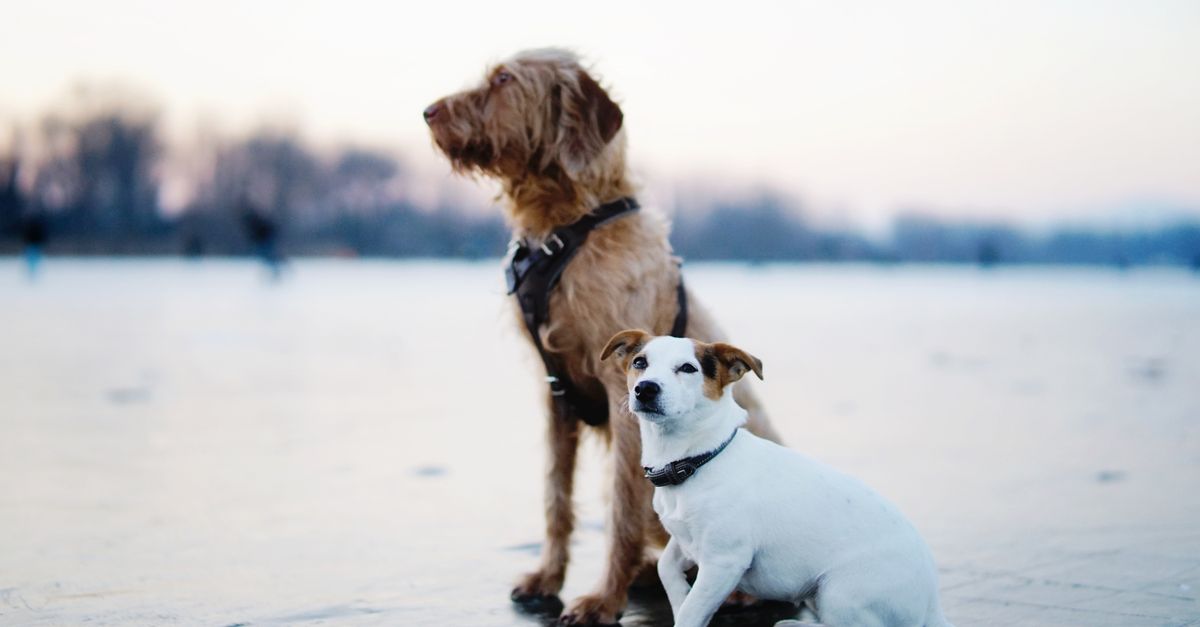 How to support your dog's joints naturally