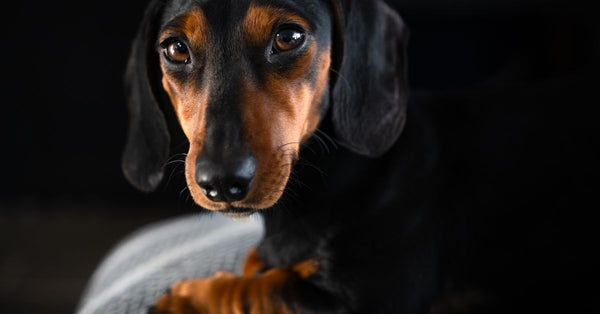 Close-up of a black and tan dachshund on a dark background, showcasing its expressive eyes.