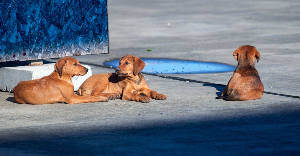 Joint supplements for Rhodesian Ridgeback puppies: when to start and what to use