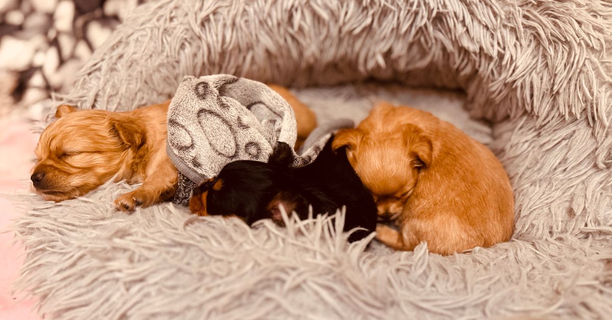 Rickets in puppies: causes, signs and treatment