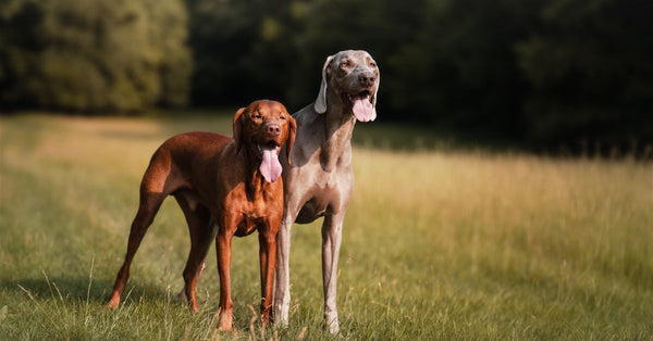 Two dogs standing on a sunny field, showcasing their joyful nature and playful spirit.
