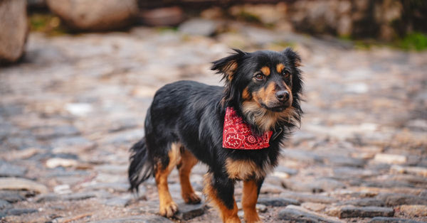 Small dog wearing a red bandana standing on a cobblestone path, showcasing a curious expression.