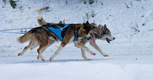 Two huskies in harness running enthusiastically in snowy terrain during a sledding activity.