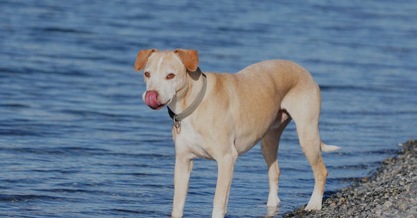 A dog stands on a pebble beach by the water with its tongue out on a clear day.