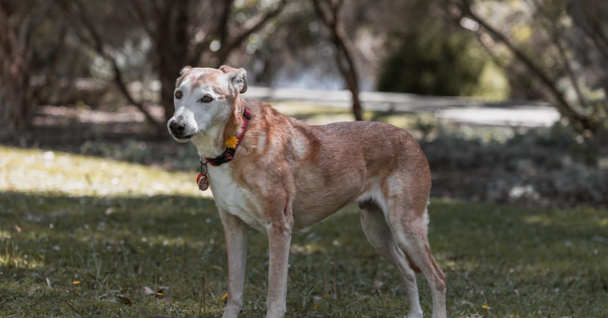 How to keep your senior dog mobile