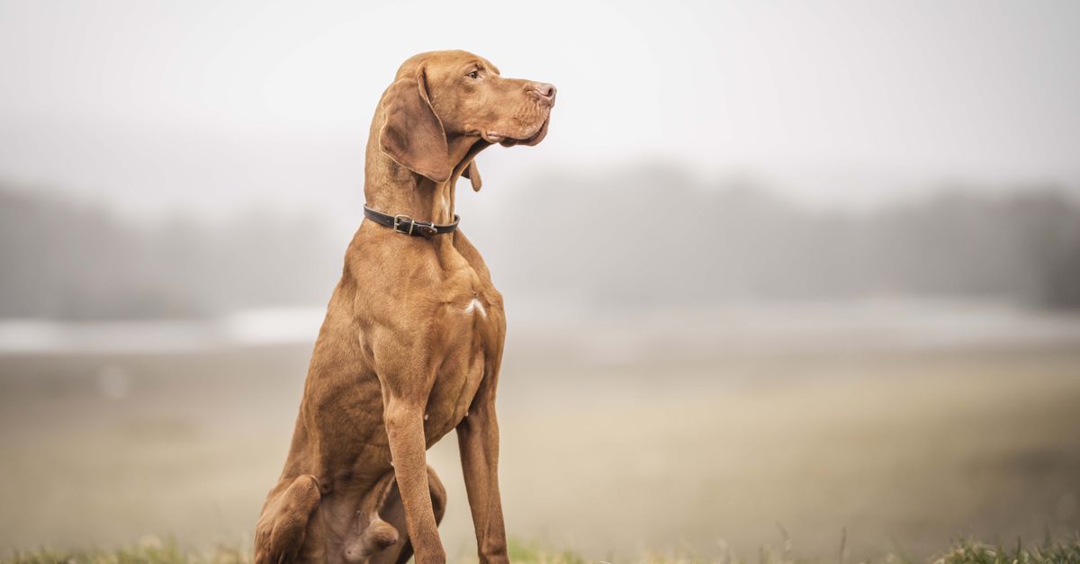 The best joint supplement for Hungarian Wirehaired Vizslas