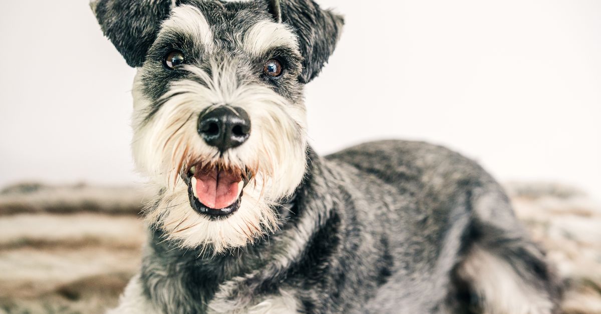 The best joint supplements for small dogs