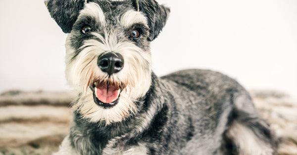 Smiling Schnauzer dog laying on a soft rug, showcasing happiness indoors.