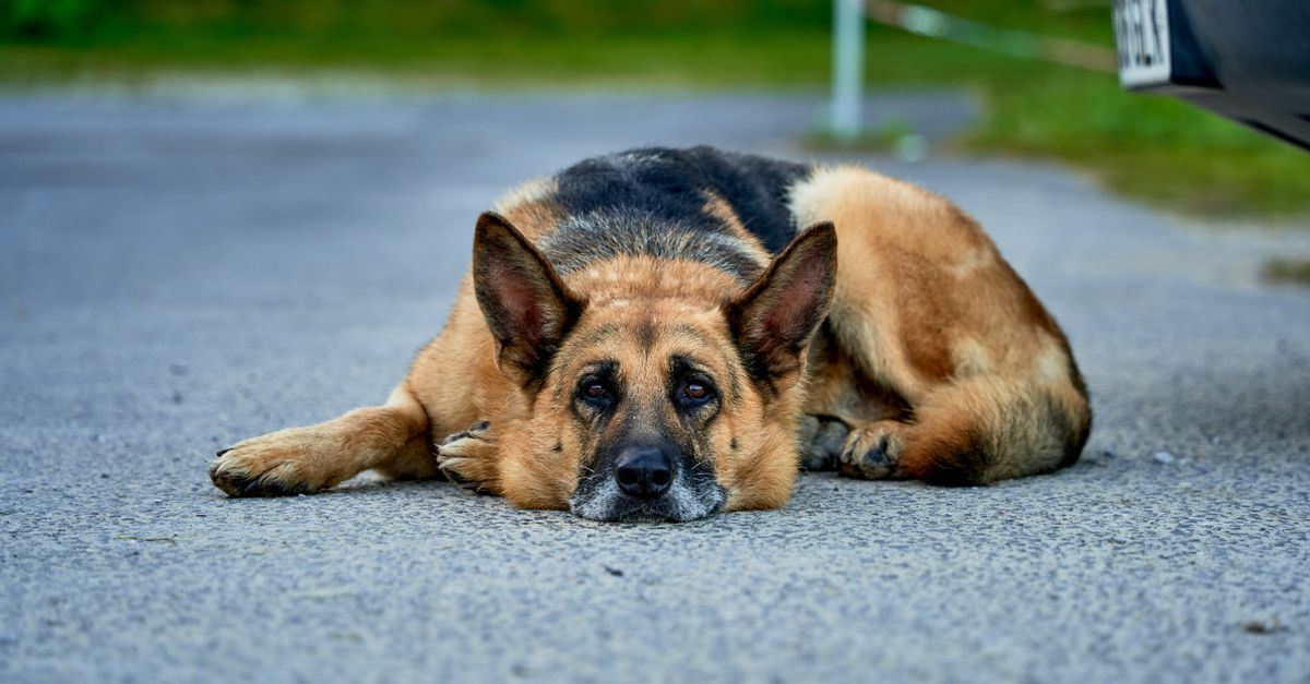 Arthritis injections for dogs, explained
