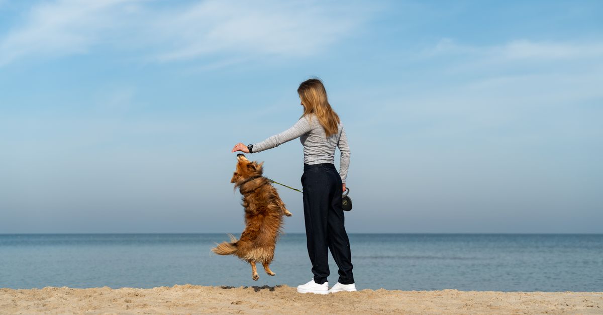 Is jumping bad for your dog's joints?