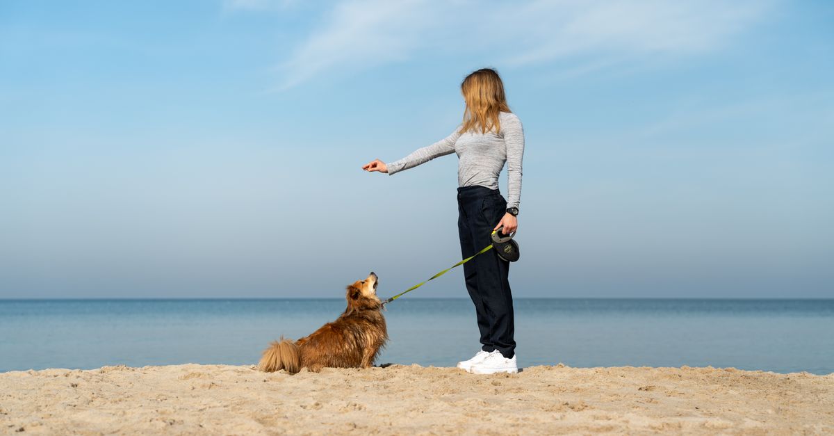 The best joint supplement for Gordon Setters