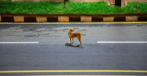 A lone dog walks on a wet street in Gondar, Ethiopia at night, showcasing urban life.