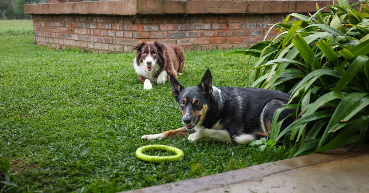 Are green beans safe for dogs?