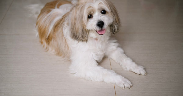 Cute Shih Tzu dog lying on the floor indoors, looking at the camera with a happy expression.