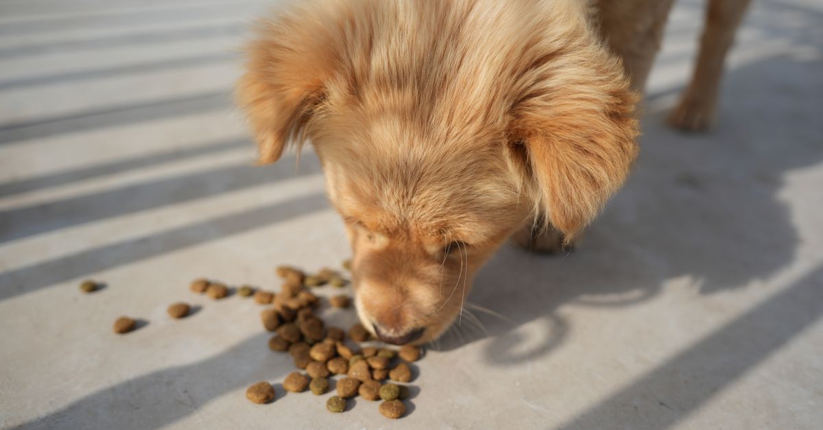 Can dogs eat tomatoes? What to know first
