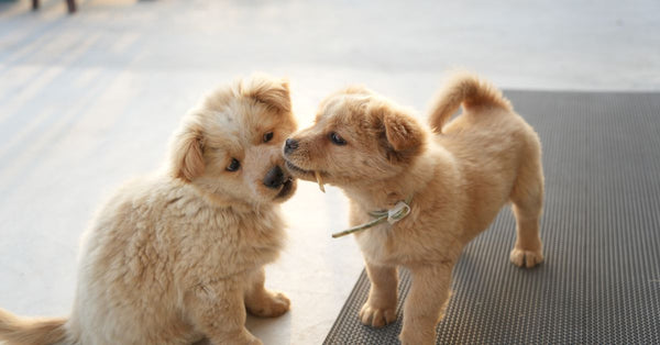 Two fluffy golden puppies playfully interacting on an outdoor rooftop setting.