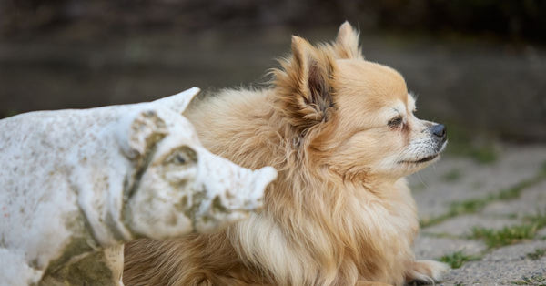 A fluffy chihuahua resting outdoors beside a weathered pig statue on a garden pathway.