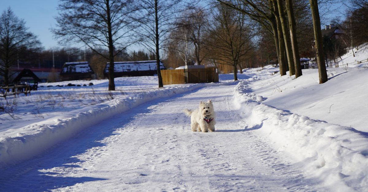 The best joint supplement for senior West Highland Terriers