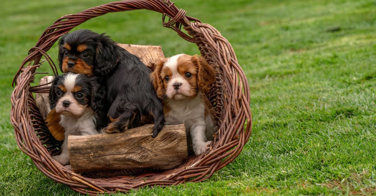 The best joint supplement for Cavalier King Charles Spaniels