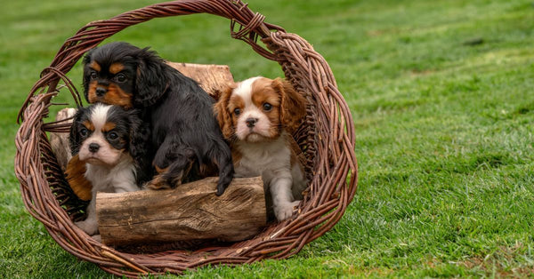 Three cute Cavalier King Charles Spaniel puppies in a wicker basket on green grass outdoors.