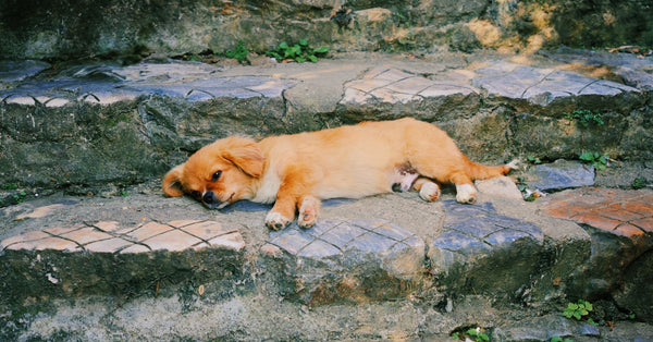 A small brown puppy lying relaxed on rustic stone steps in Sa Pa, Vietnam.