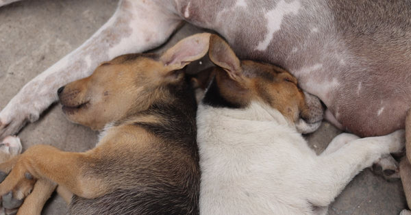 Two cute puppies sleeping comfortably on the ground, showcasing innocence and tranquility.