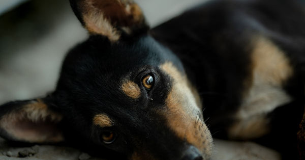 A serene black and tan puppy lies comfortably, showcasing cute and calming vibes.