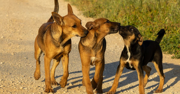 Three cute puppies enjoying a sunny day on a dirt path, showcasing playful interactions.