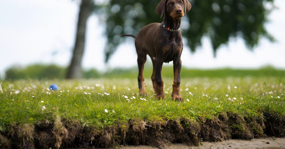 The best joint supplement for Dobermanns