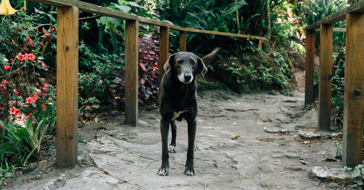 Turmeric or boswellia for dogs?