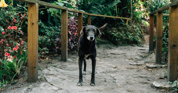 A solitary black dog stands on a lush garden pathway surrounded by vibrant flowers.