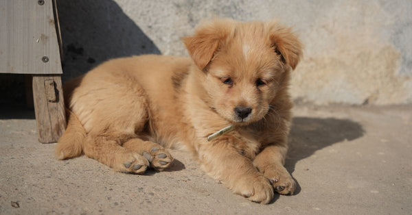 A cute fluffy puppy rests on concrete in sunlight, showcasing its playful charm.