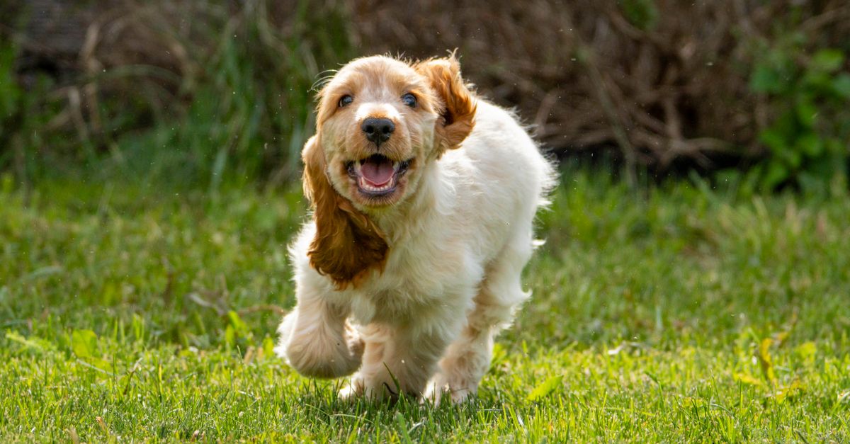 The best joint supplement for American Cocker Spaniels