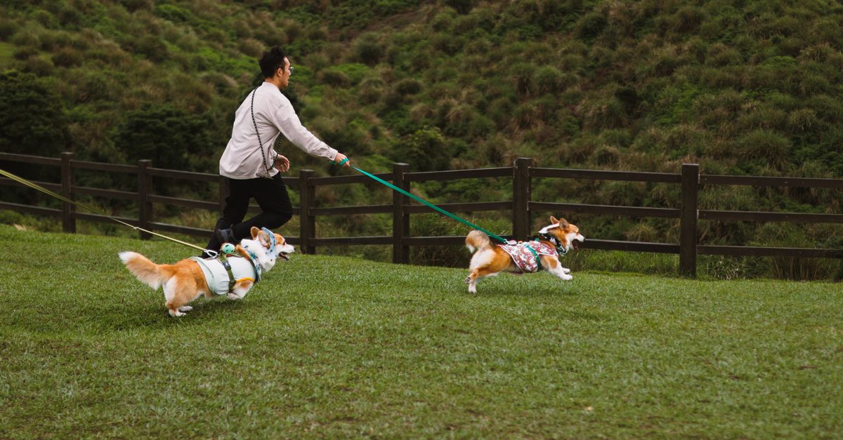 Corgi hip and joint health: what to watch for