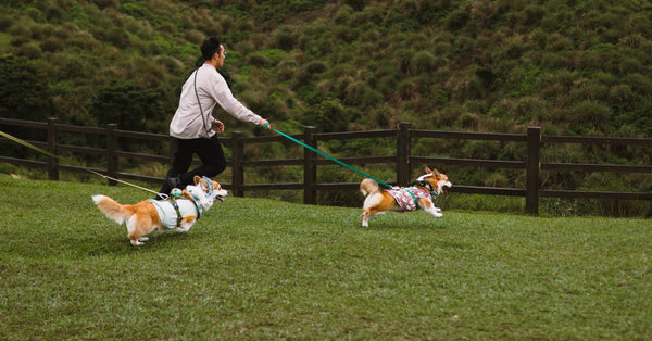 A person joyfully walks two corgis in a scenic park with verdant hills.