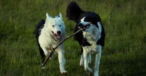 Two energetic Border Collies running with a stick in a grassy field.