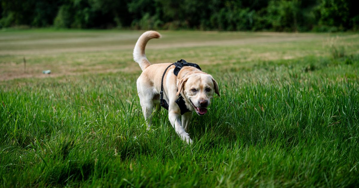 Is liver OK for dogs in moderation?