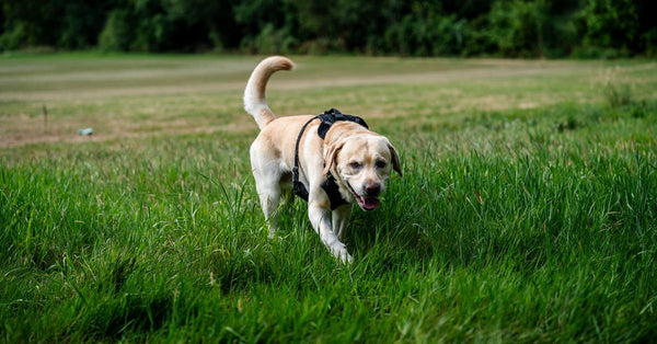 Labrador Retriever with a harness exploring lush green field on a sunny day.