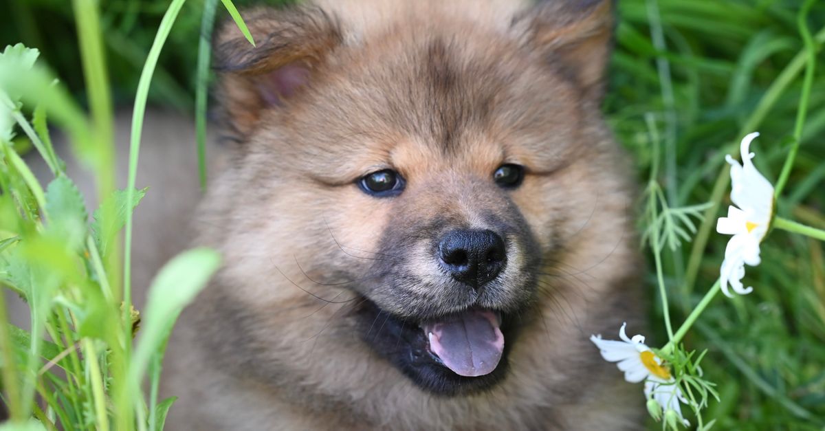 Joint Aid for Dogs vs MedPaw: an honest comparison